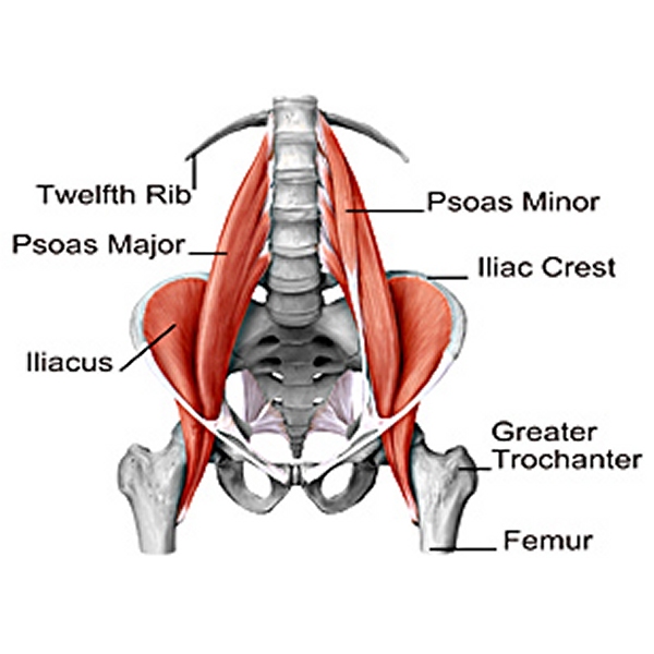 Psoas-musklen